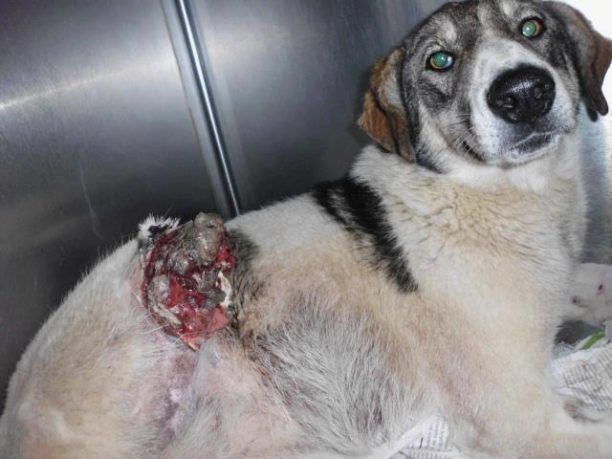 Γιαννακοχώρι Νάουσας Ημαθίας: Σκύλος περιφερόταν με κομμένο το πόδι από πυροβολισμό!